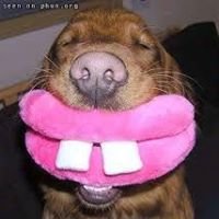 Vídeos y gifs graciosos chat bot