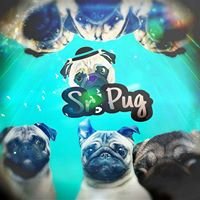 Señor Pug chat bot